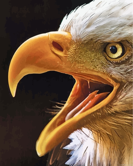 Eagle Eyes Paint By Number.png