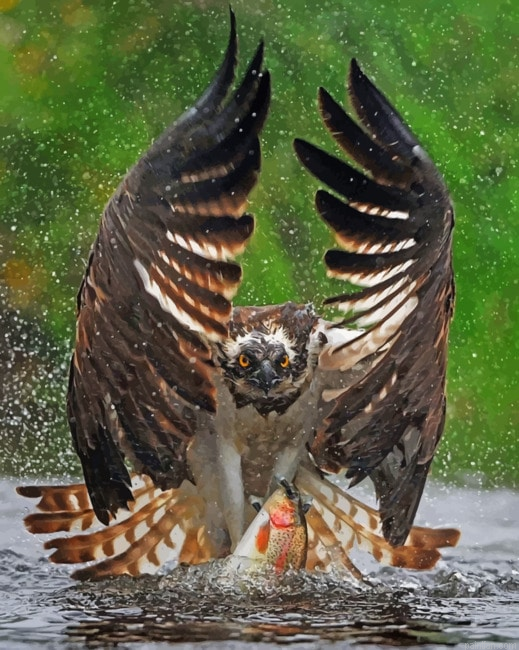 Eagle Getting Ready To Fly New Paint By Numbers.png