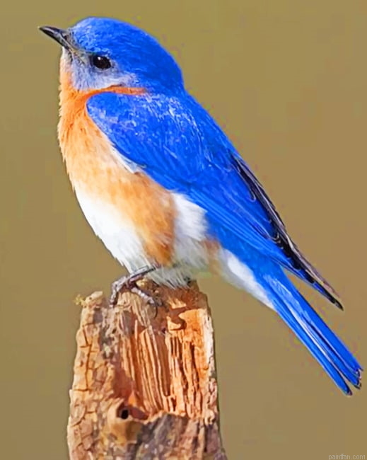 Eastern Bluebird New Paint By Numbers.png
