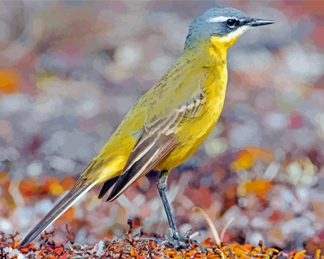 Eastern Yellow Wagtail Paint By Numbers.png