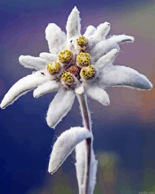 Edelweiss Flower Paint By Numbers.png