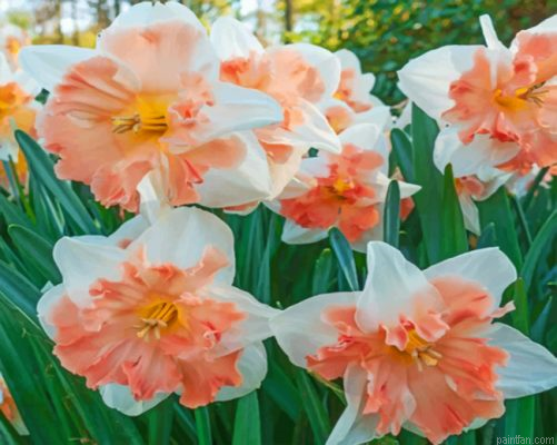 Edinburgh Daffodils Paint By Number.png