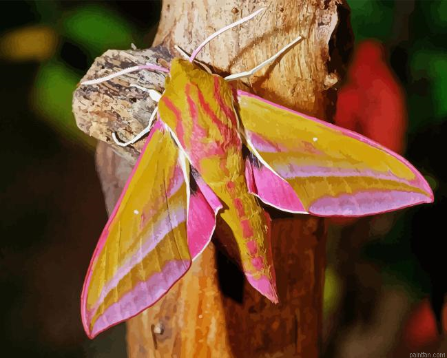 Elephant Hawk Moth Paint By Numbers.png
