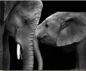 Elephants Paint By Numbers.png
