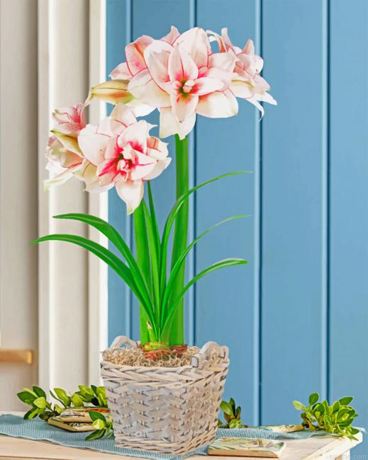 Elvas Amaryllis Pot Paint By Numbers.png