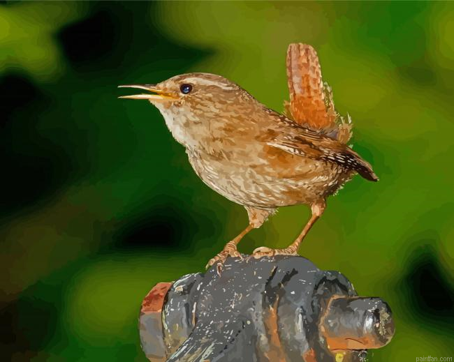 English Wren Paint By Numbers.png