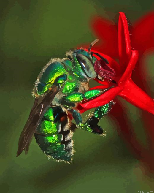 Euglossa Bazinga On Red Flower Paint By Numbers.png