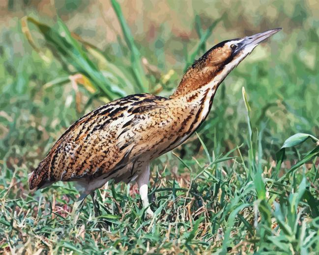 Eurasian Bittern Paint By Numbers.png