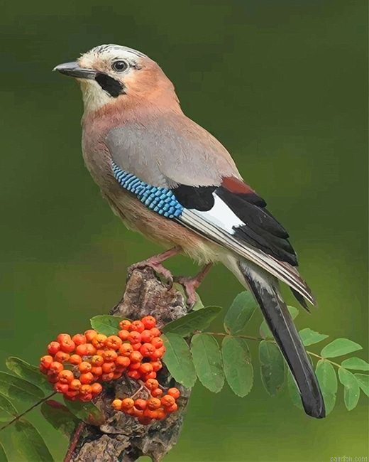 Eurasian Jay Bird New Paint By Numbers.png