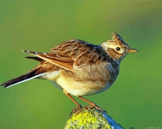 Eurasian Skylark Bird Paint By Numbers.png