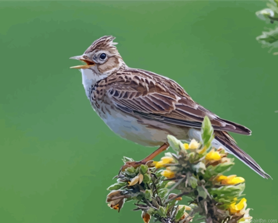 Eurasian Skylark Paint By Numbers.png