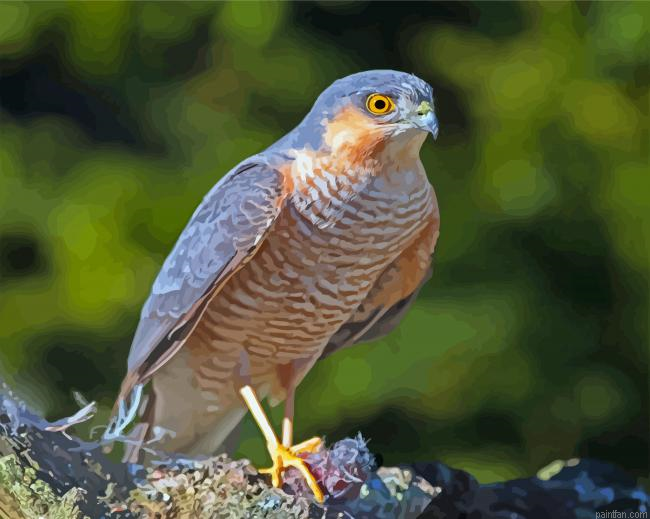 Eurasian Sparrowhawk Bird Paint By Numbers.png