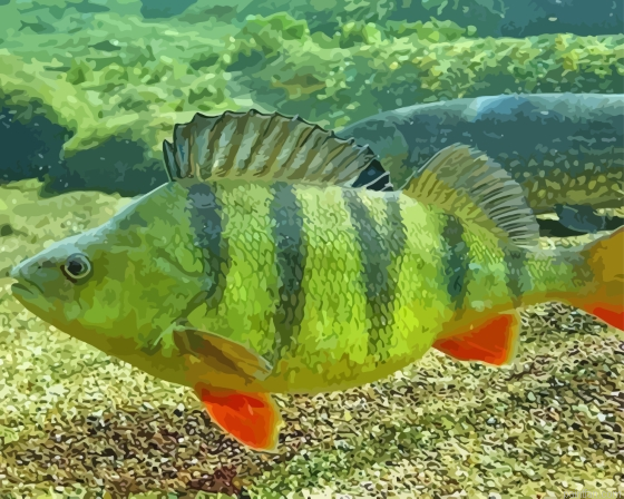 European Perch Paint By Numbers.png