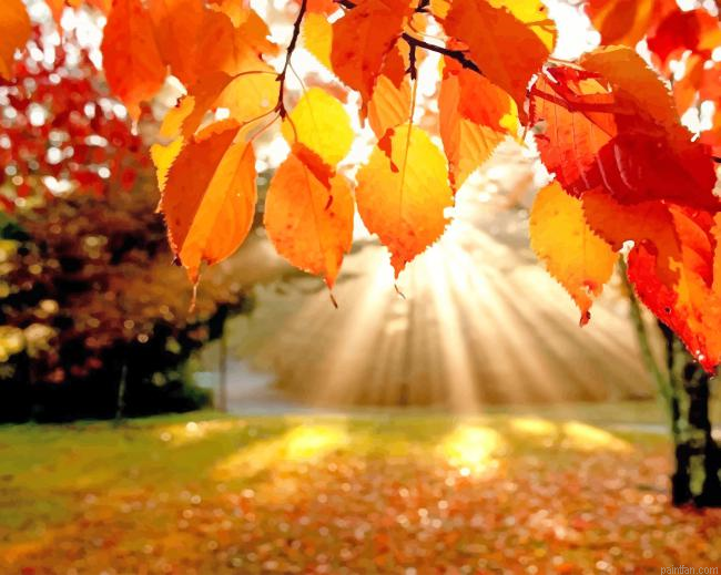 Fall Leaves Background New Paint By Numbers.png