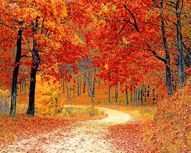 Fall Red Forest New Paint By Numbers.png