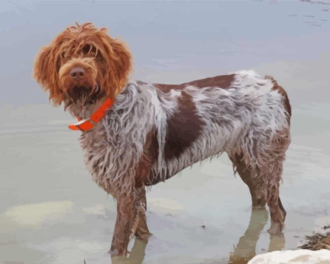 Female Wirehaired Pointing Griffon Paint By Number.png