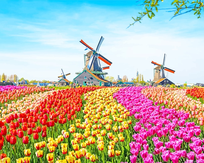 Field Colorful Tulip New Paint By Number.png