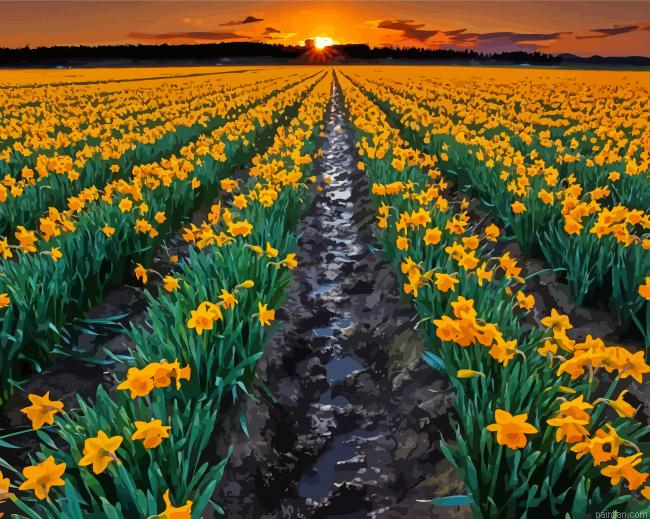 Field Of Daffodils Paint By Numbers.png