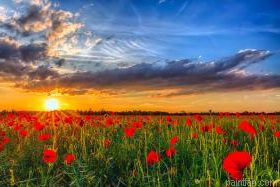 Field With Red Poppies Paint By Numbers.png