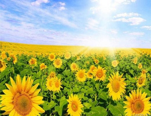 Field Of Sunflowers Paint By Numbers.png