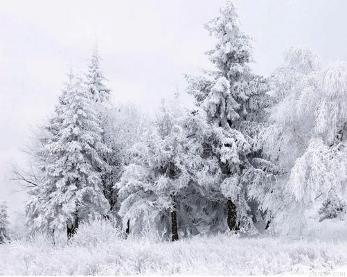 Fir Trees Paint By Numbers.png