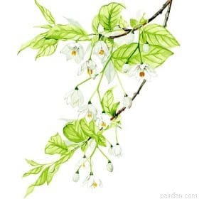 Flower Branch Paint By Numbers.png