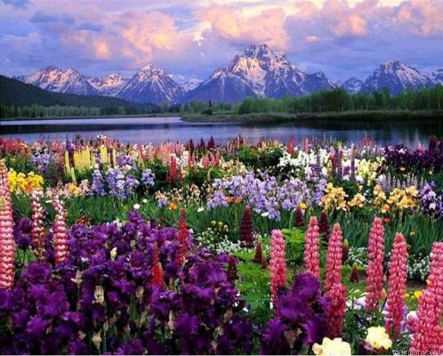 Flower Field Paint By Numbers.png