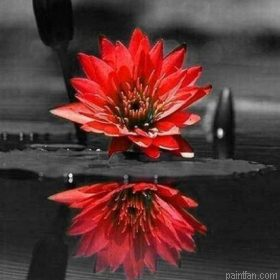 Flower On Water Paint By Numbers.png