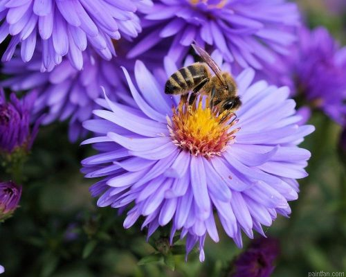 Flowers Bees Paint By Numbers.png