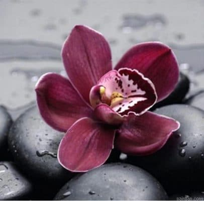 Flowers On Stone Paint By Numbers.png