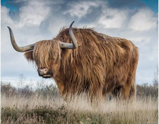 Fluffy Cow Paint By Numbers.png