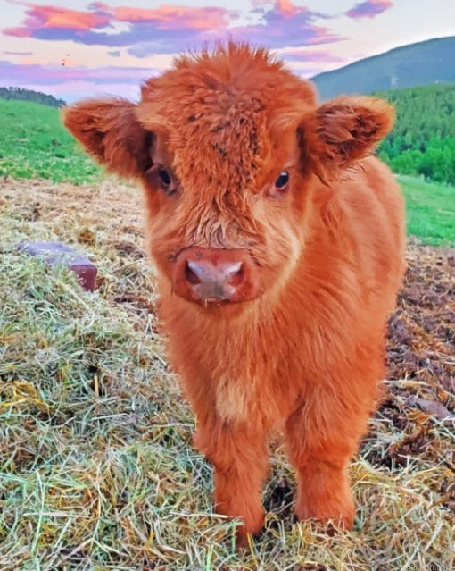 Fluffy Highland Cow Paint By Number.png