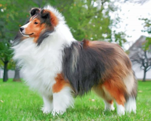 Fluffy Sheltie Paint By Number.png