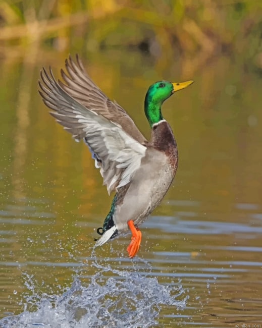 Flying Mallard Paint By Number.png