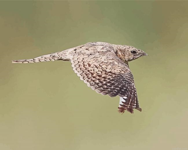 Flying Nightjars Paint By Numbers.png