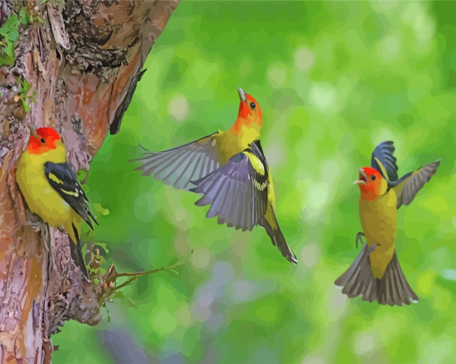 Flying Western Tanager Birds Paint By Number.png