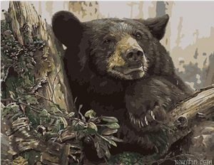 Forest Bear Paint By Numbers.png