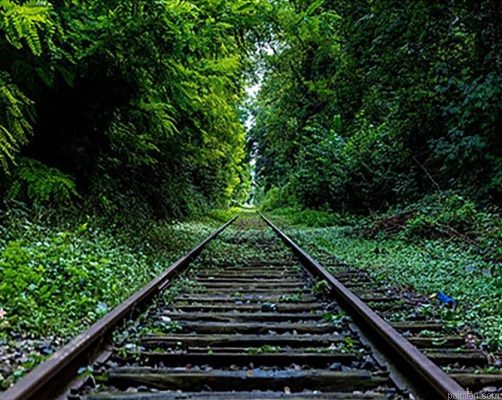Forest Railway Paint By Numbers.png