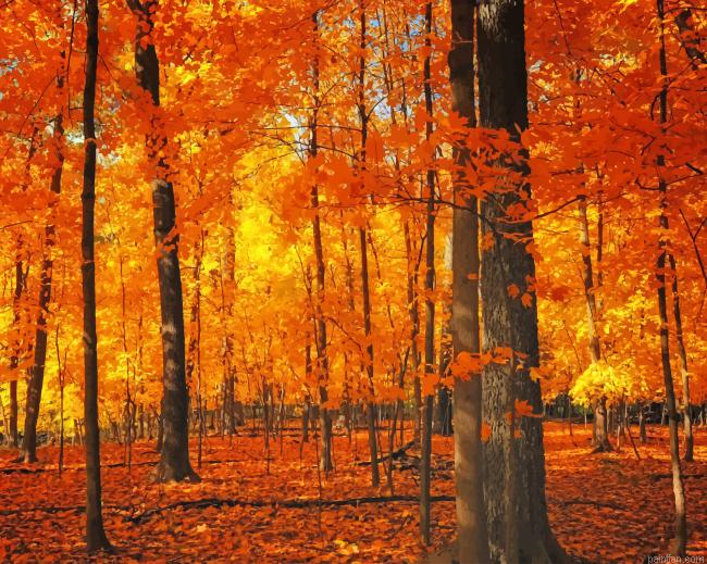 Forest Trees Autumn New Paint By Numbers.png