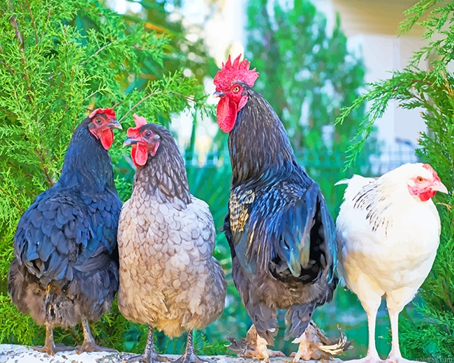 Four Assorted Color Roosters New Paint By Numbers.png