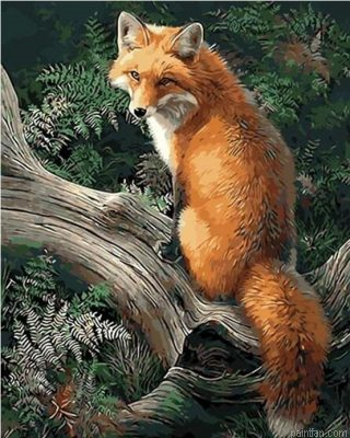 Fox Animals Paint By Numbers.png