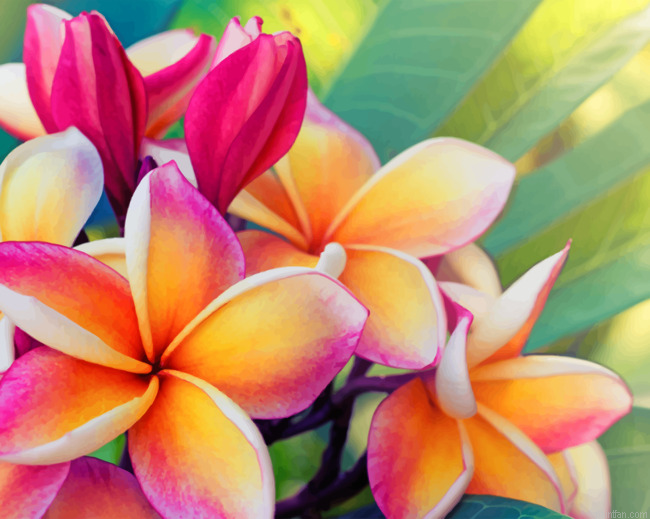 Frangipani Flower Paint By Numbers.png