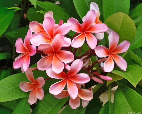 Frangipani Plumeria Paint By Numbers.png