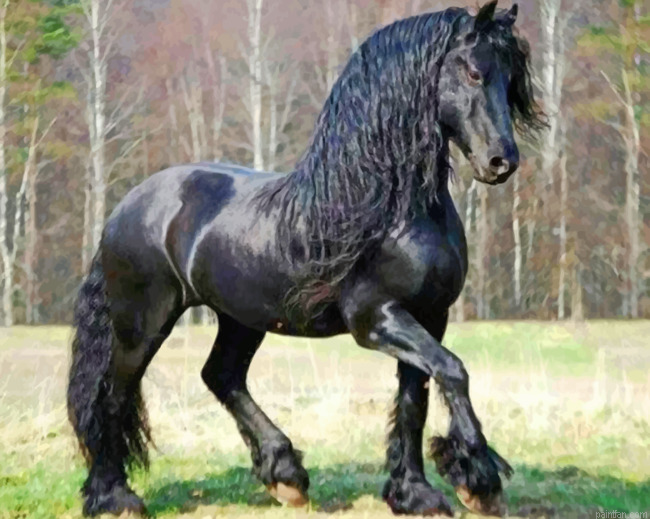Friesian Horse Paint By Number.png