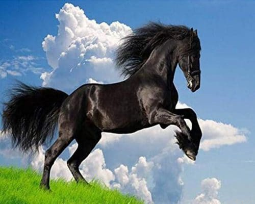 Frison Paint By Numbers.png