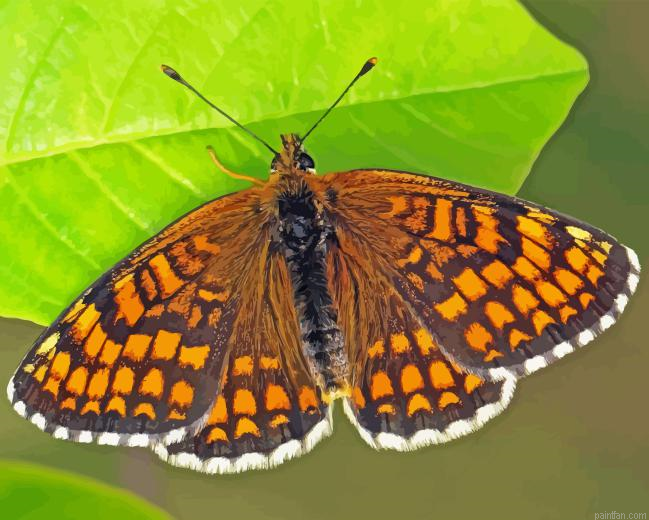 Fritillary Butterfly Paint By Numbers.png