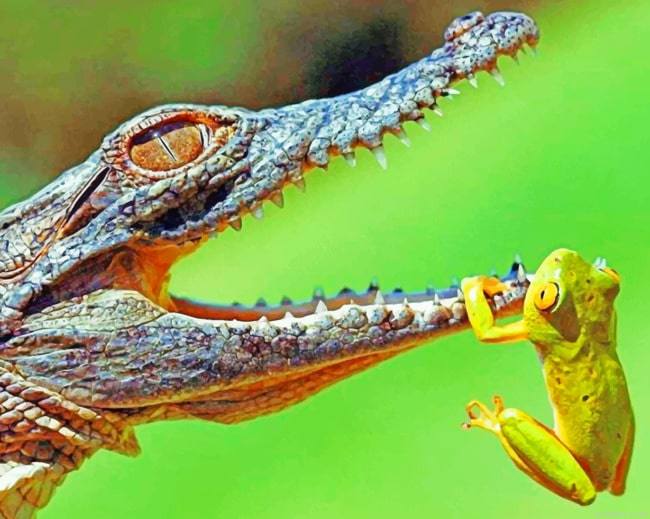 Frog And Alligator Paint By Number.png