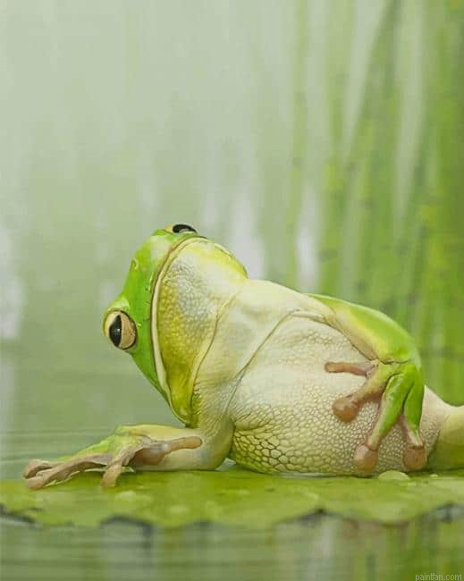 Frog Chilling On A Lily Pad New Paint By Numbers.png
