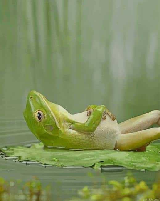 Frog Laying On A Lily Pad New Paint By Numbers.png