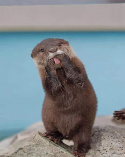 Funny Asian Small Clawed Otter Paint By Number.png